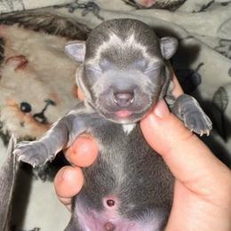 Boy 1 - Blue male Chihuahua puppy in Hackleburg, Alabama from Clements Chihuahua