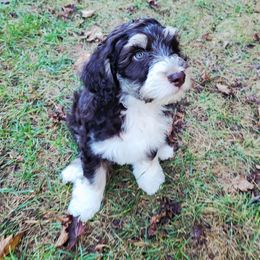 Trigger - male Australian Mountain Doodle puppy in Kimball, Michigan from Perfect Companion Puppies
