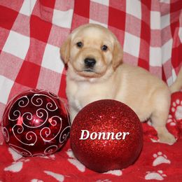 Donner - Yellow Labrador Retriever puppy in New Jersey from SommerLabs