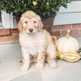 Double Doodles and Goldendoodles from Hometown Double Doodles