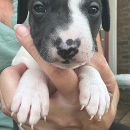 Molly - White and black female Whippet puppy in Conyers, Georgia from Shannon Whippets