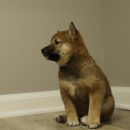 Shiba Inu Puppies from Veronika's Shiba Inus