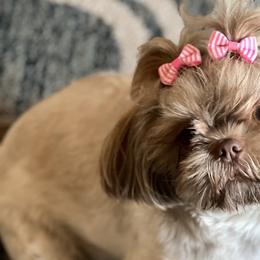 Shih Tzus from All Star Shih Tzu