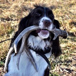 English Springer Spaniel, Field Spaniel, and Labrador Retriever All Grown Up from Three Doves