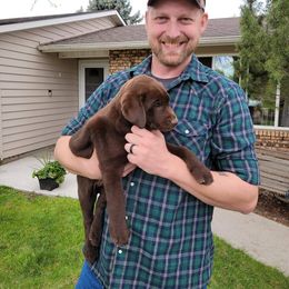 Labrador Retriever Puppies from Rick's Retrievers