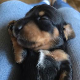 Roscoe - Black male Dachshund puppy in Oklahoma City, Oklahoma from Hamm Weenies  AKC (Dachshunds)