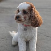 Cavatzus and Shih Tzus from Charming Woofs