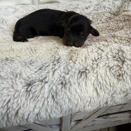 Bridger - Black and tan male Dachshund puppy in Alexander, North Dakota from Wild Rose Ridge Doxies