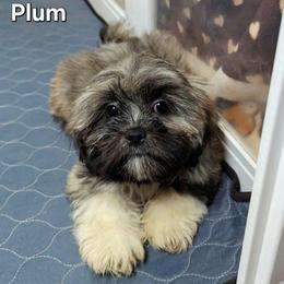 Plum - Brindle female Lhasa Apso puppy in Jefferson, New York from Absolute Lhasa Love
