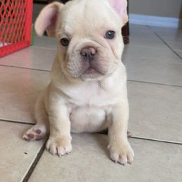 French Bulldog Puppies from MaFrenchiesBadandBoujee