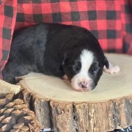 Feather - Black tri-color female Australian Shepherd puppy in California from Eagle River Aussies
