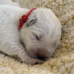 Berger Blanc Suisse and German Shepherd Puppies from Scenic Creek German Shepherds and White Swiss Shepherds