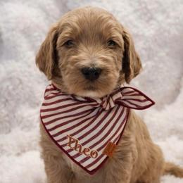 Theo - Apricot male Goldendoodle puppy in San Tan Valley, Arizona from Golden Haven