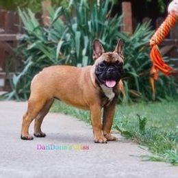 Laila - French Bulldog
