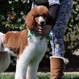 Australian Labradoodles, Goldendoodles, and Poodles from Valencia Poodles and Doodles