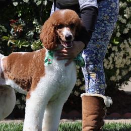 Australian Labradoodles, Goldendoodles, and Poodles from Valencia Poodles and Doodles