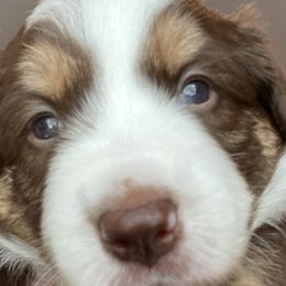 Moose - White and red Border Collie puppy in Concord, North Carolina from KJB Kennels
