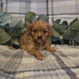 Girl 2 - Apricot female Cavapoo puppy in Copan, Oklahoma from Tatums cavapoos