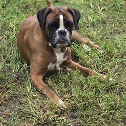 Tempy - Boxer