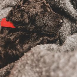 Poodle Puppies from Huckleberry Standard Poodles