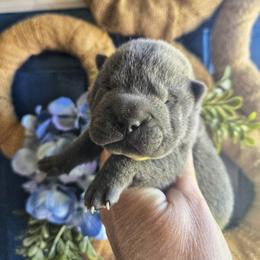 Chinese Shar-Pei Puppies from DCSHARPEI