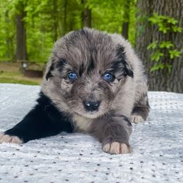 Soto - Australian Shepherd puppy in Coldwater, Michigan from Northern Star Australian Shepherds