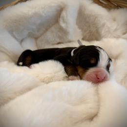 Archie - Black rust and white male Bernese Mountain Dog puppy in Idaho from Bernese By Barzees