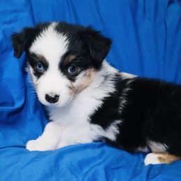 River - Australian Shepherd puppy in Grant County, Indiana from Massey Creek Kennels