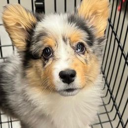 American Corgis and Pembroke Welsh Corgis from Corgi Craze Breeding & Therapeutic Services