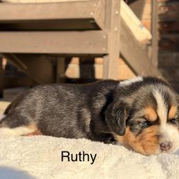 Ruthy - Black tan and white female Beagle puppy in Mansfield, Missouri from Rippee Creek Kennel