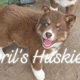 Teal - Red and white female Siberian Husky puppy in Terre Haute, Indiana from April's Huskies