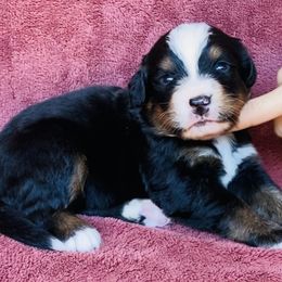 Purple Collar Female - Black rust and white female Bernese Mountain Dog puppy in Bristol, Tennessee from Holston Hollow Farm