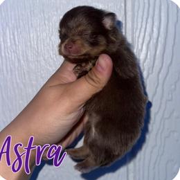 Astra - Chocolate and tan female Pomeranian puppy in Willow Spring, North Carolina from GTBBF Pomeranians