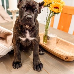 Purple Girl - Black female Cane Corso puppy in St. Augustine, Florida from Ancient City Cane Corso