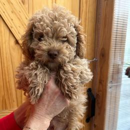 Liberty,   12 weeks old - Buff male Cockapoo puppy in Crawford, Colorado from Saddle Mountain Doodles