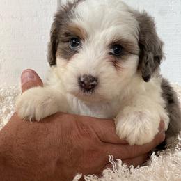 Maple - Blue merle female Aussiedoodle puppy in Omro, Wisconsin from Crystal Ridge Doodles