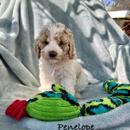 Australian Labradoodle, Bernedoodle, Double Doodle, Goldendoodle, and Poodle Puppies from Karlas Pet Rendezvous