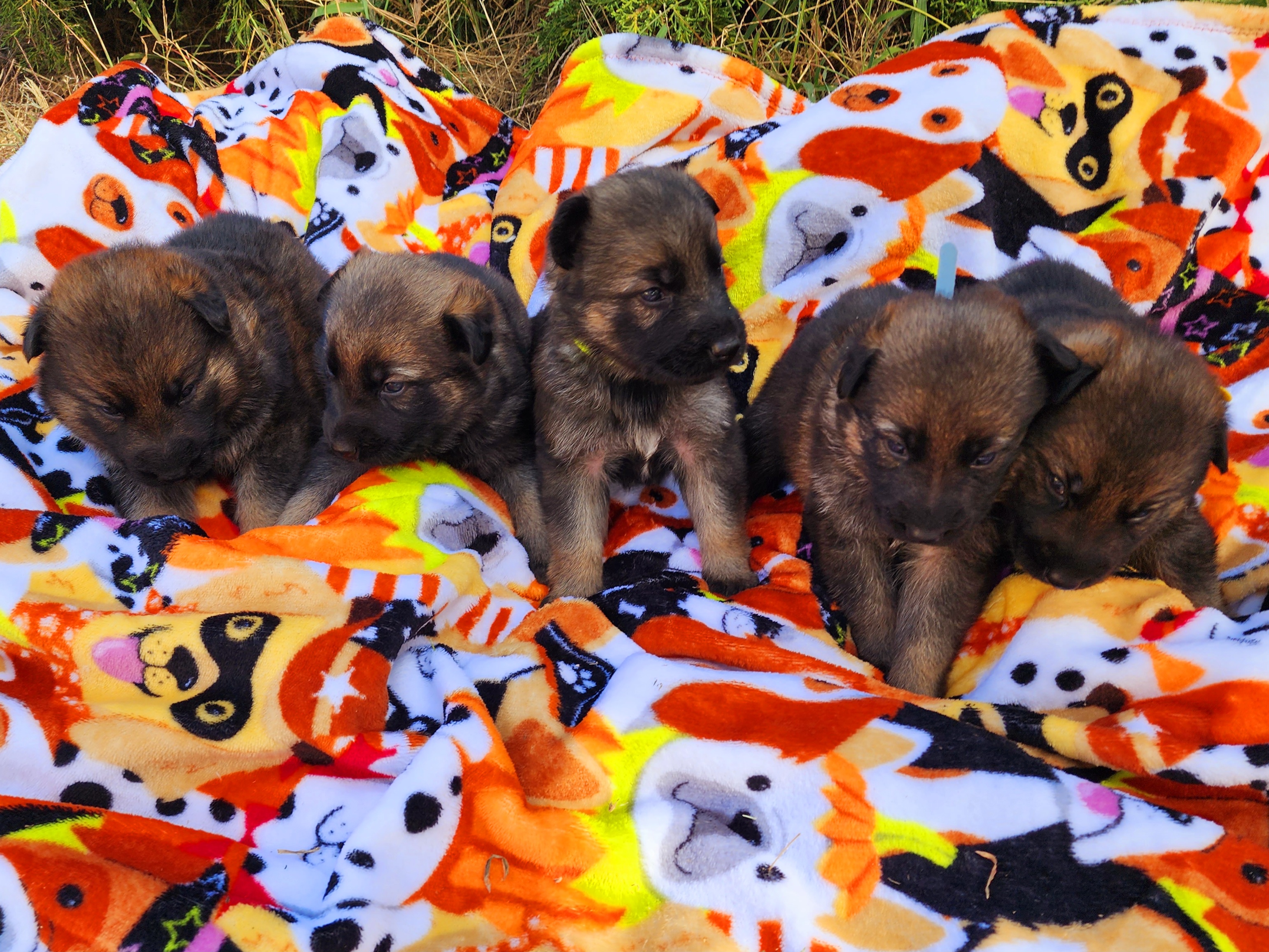 German Shepherd and Pembroke Welsh Corgi Puppies from Tiny Titans K9