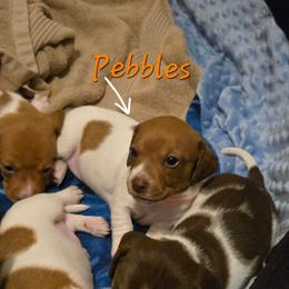 Pebbles - Piebald female Dachshund puppy in New Caney, Texas from BouncinMiniWeenies
