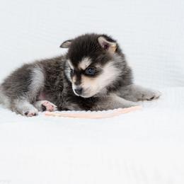 Light Pink - Black and white female Pomsky puppy in Spring City, Pennsylvania from Pomsky Power Puppies