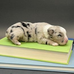 Millie - Blue merle female Miniature Australian Shepherd puppy in Covington, Pennsylvania from Rigas Mini Aussies LLC