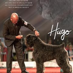 Bouvier des Flandres from G & W Bouviers