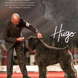 Bouvier des Flandres from G & W Bouviers