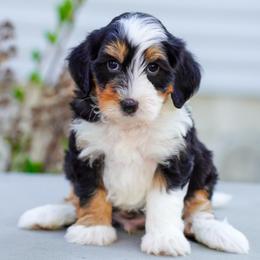 Pastel - Tri-color male Bernedoodle puppy in Dundee, Ohio from Down Home Doodle