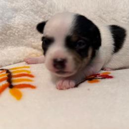 Adam - Black and white male Chihuahua puppy in Amity, Pennsylvania from Rhoda and Verna