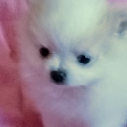 Pomeranians from Peggy's Precious Pomeranians