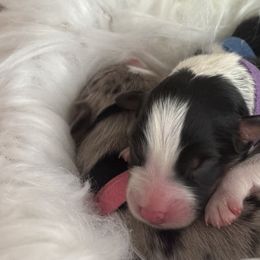 Jelly Bean (purple collar) - Black tri-color Australian Shepherd puppy in Franktown, Colorado from Double NB Livestock LLC