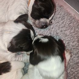 4 - Brown and gray male Wirehaired Pointing Griffon puppy in Clear Spring, Maryland from Moonshine's Wirehaired Pointing Griffons