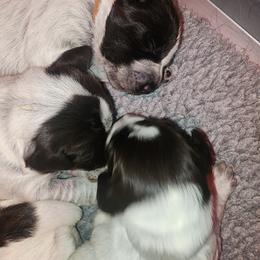 4 - Brown and gray male Wirehaired Pointing Griffon puppy in Clear Spring, Maryland from Moonshine's Wirehaired Pointing Griffons