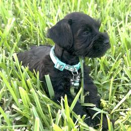 Miniature Schnauzer Puppies from Blue Ribbon Schnauzers